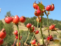 Kuşburnu Çekirdeği Yağı Kullanımı ve Faydaları Nelerdir?