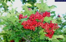 Kuşburnu Nerede Yetişir?