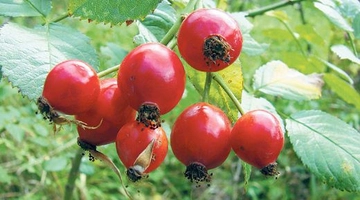 Kuşburnu Basur Kullanımı ve Faydaları Nelerdir?