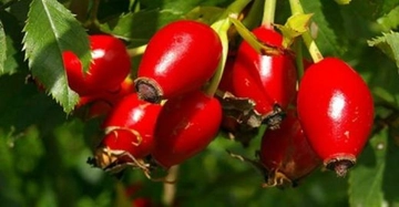 Siyah Kuşburnu Faydaları Nelerdir?